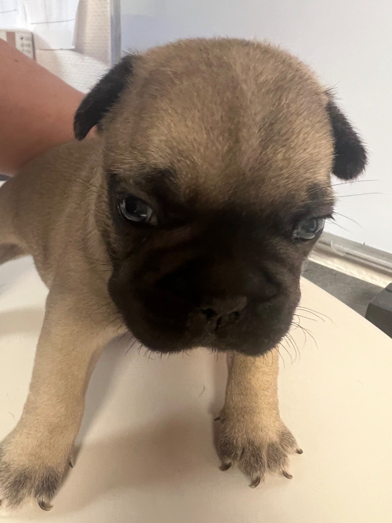 du hameau de fontenay - Chiots disponibles - Bouledogue français