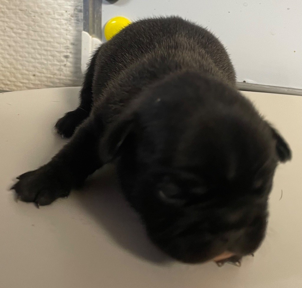 du hameau de fontenay - Chiots disponibles - Bouledogue français