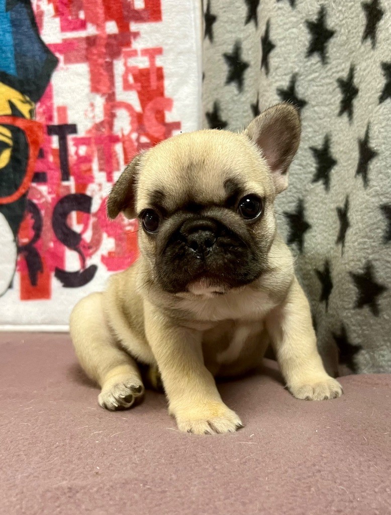 du hameau de fontenay - Chiots disponibles - Bouledogue français