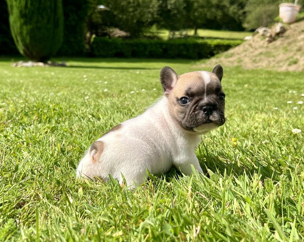 du hameau de fontenay - Chiots disponibles - Bouledogue français