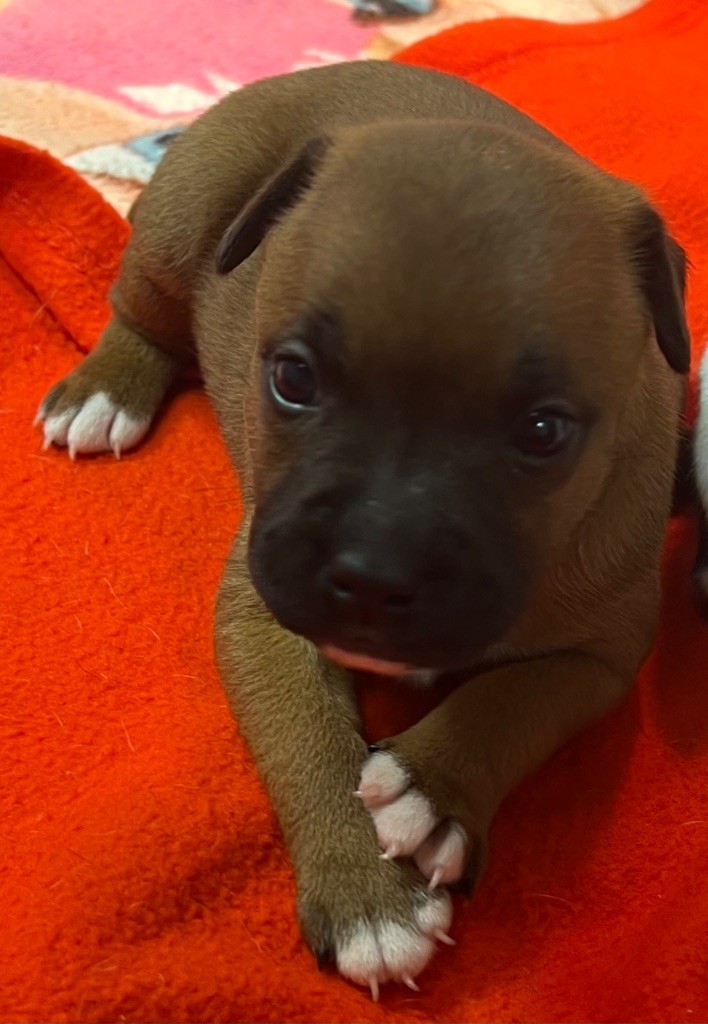 du hameau de fontenay - Chiots disponibles - Staffordshire Bull Terrier