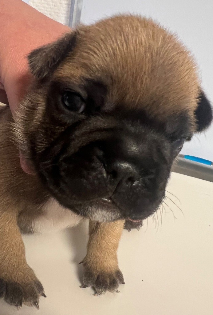 du hameau de fontenay - Chiots disponibles - Bouledogue français