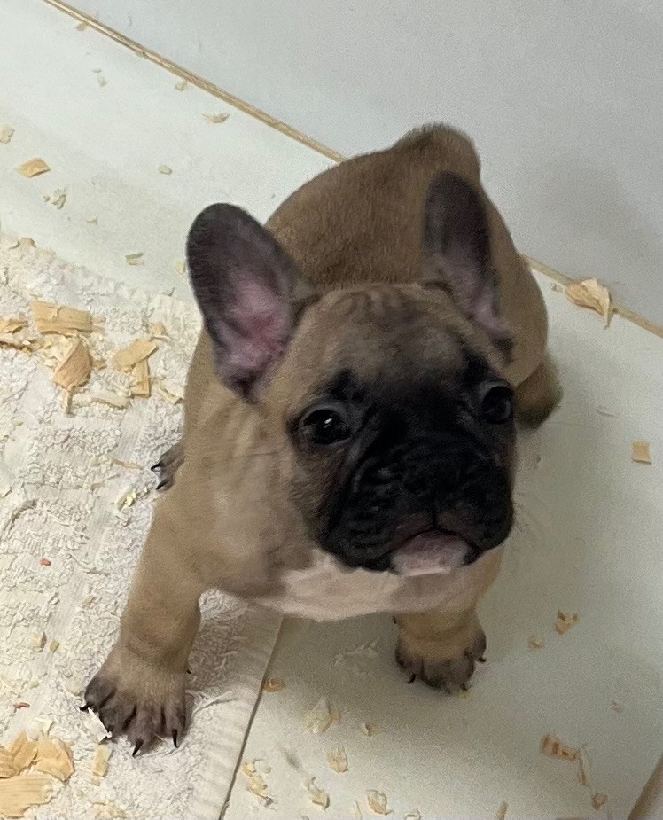 du hameau de fontenay - Chiots disponibles - Bouledogue français