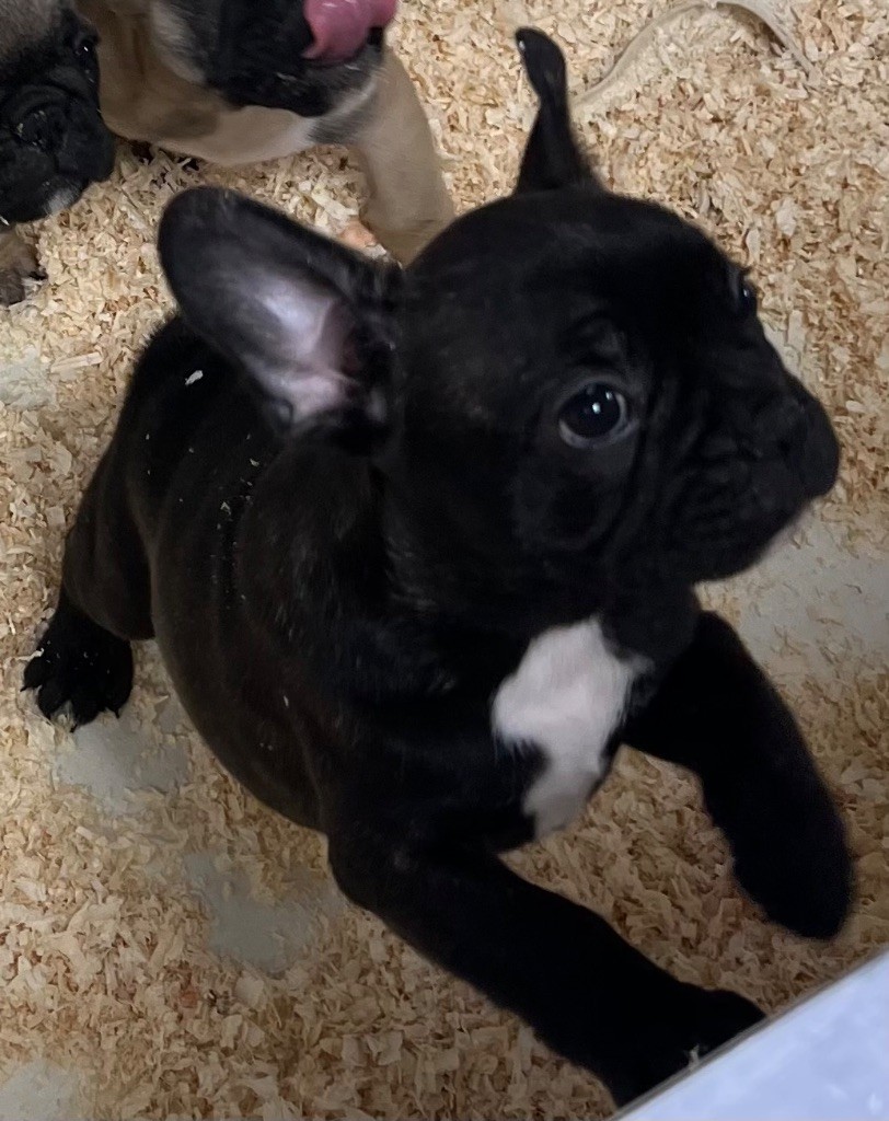 du hameau de fontenay - Chiots disponibles - Bouledogue français