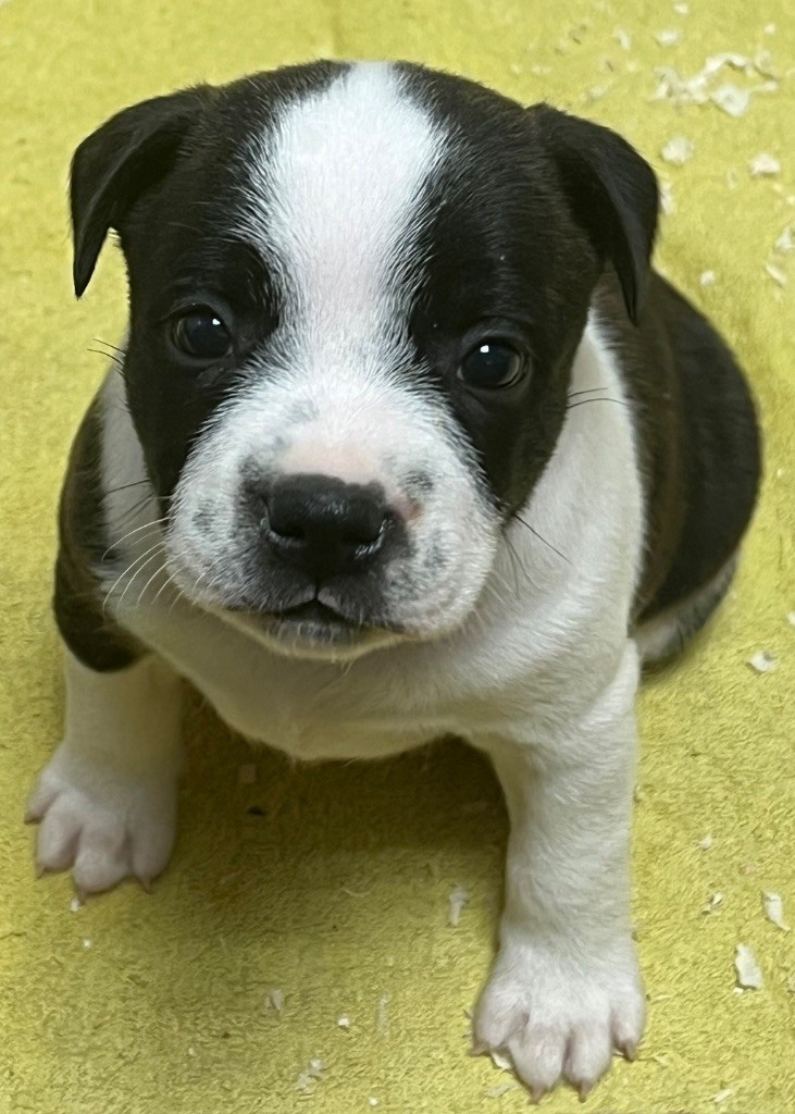 du hameau de fontenay - Chiots disponibles - Staffordshire Bull Terrier