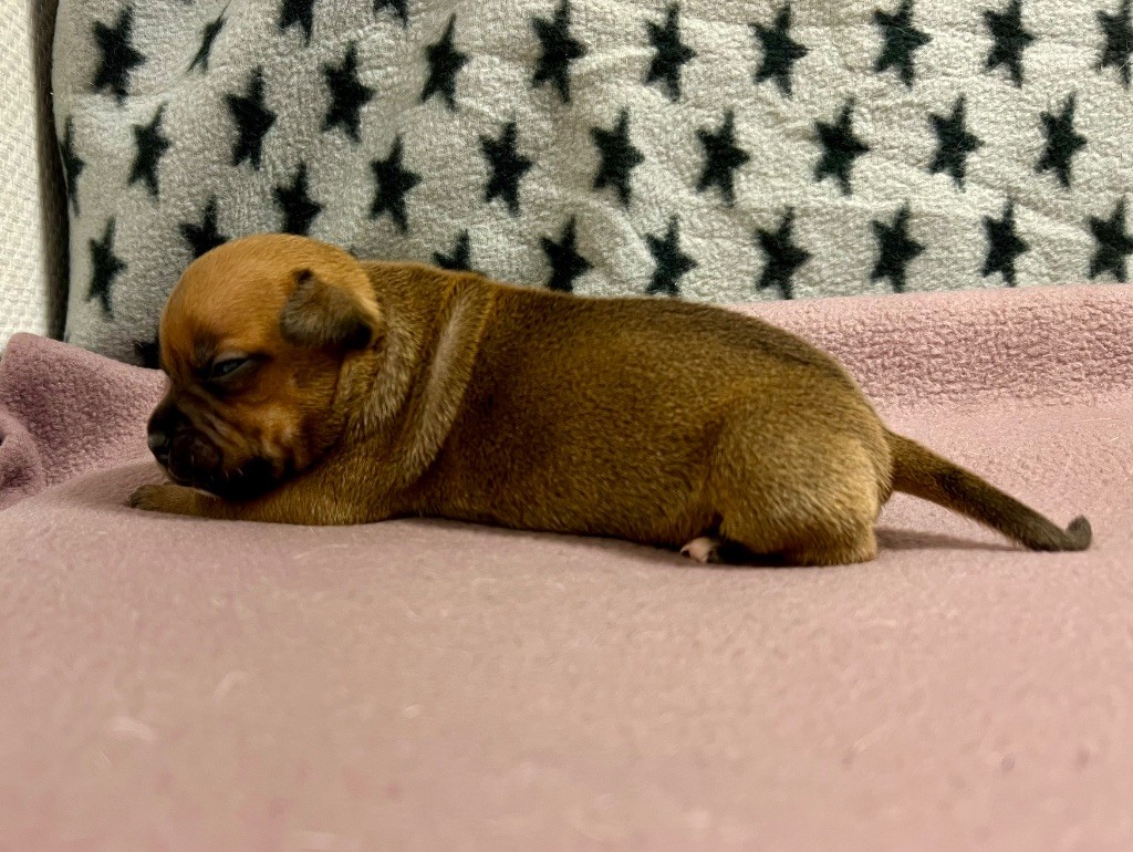 du hameau de fontenay - Chiots disponibles - Staffordshire Bull Terrier