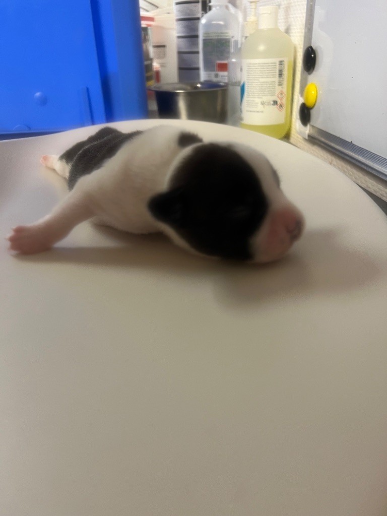 du hameau de fontenay - Chiots disponibles - Staffordshire Bull Terrier