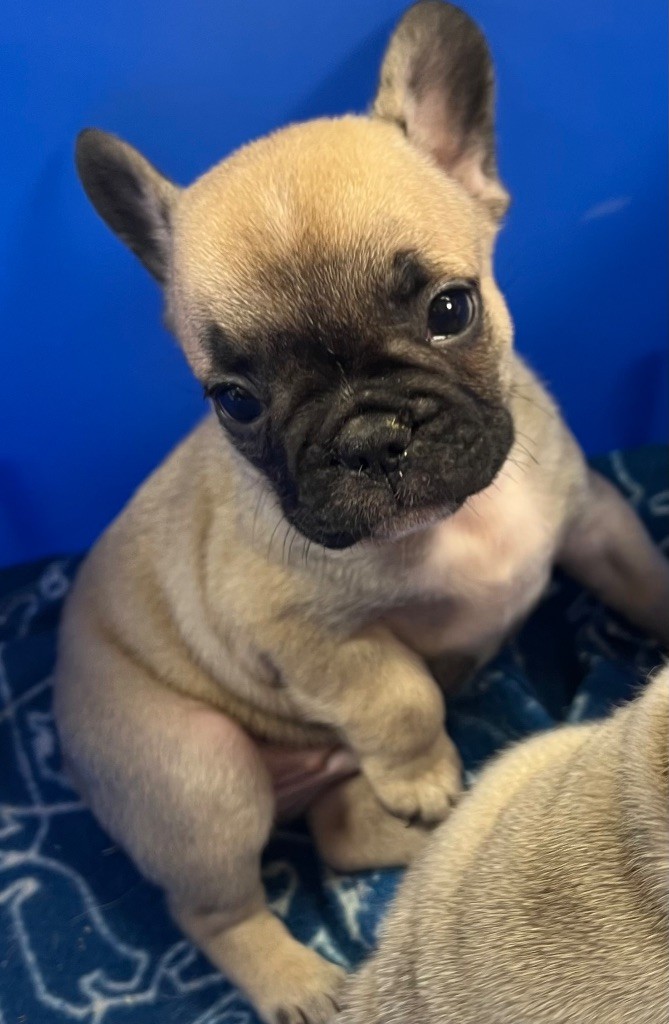 du hameau de fontenay - Chiots disponibles - Bouledogue français
