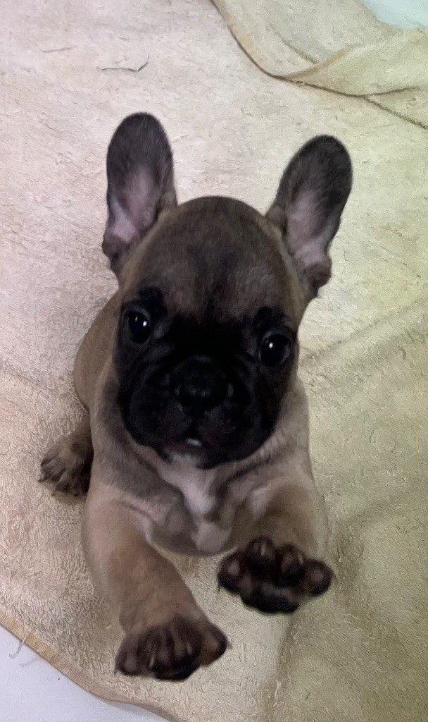 du hameau de fontenay - Chiots disponibles - Bouledogue français
