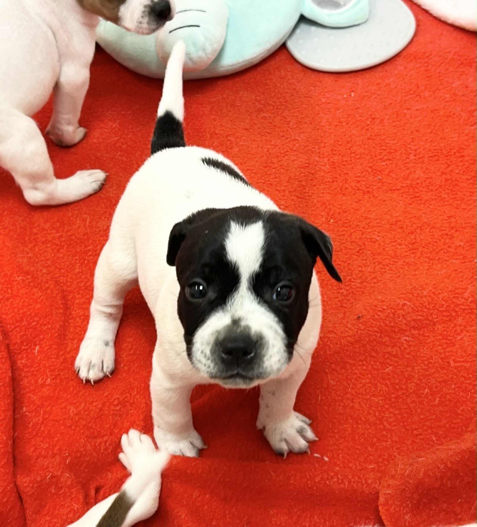 du hameau de fontenay - Chiots disponibles - Staffordshire Bull Terrier