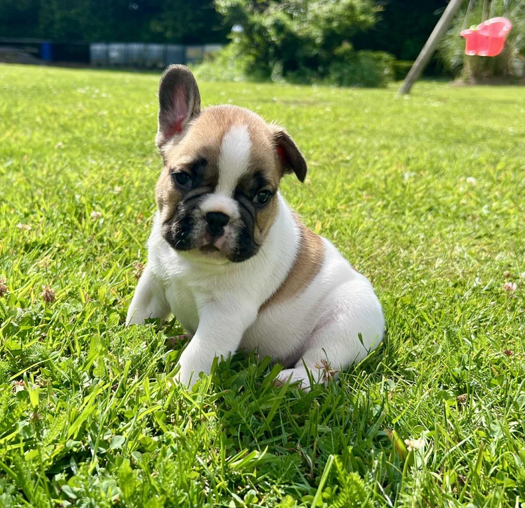 du hameau de fontenay - Chiots disponibles - Bouledogue français