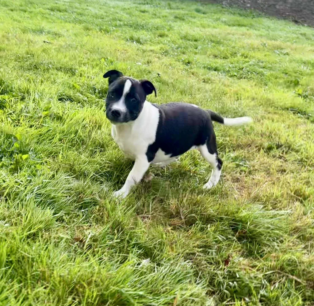 du hameau de fontenay - Chiots disponibles - Staffordshire Bull Terrier