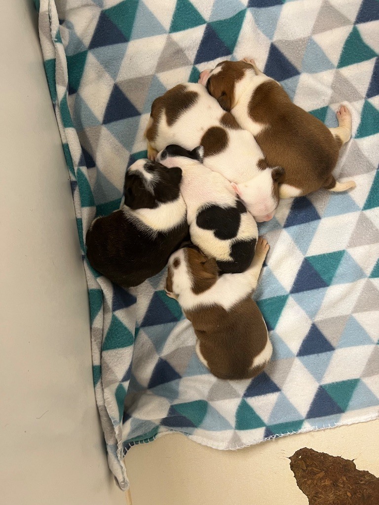 du hameau de fontenay - Chiots disponibles - Staffordshire Bull Terrier