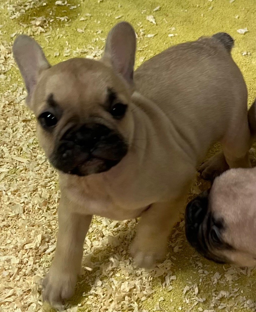 du hameau de fontenay - Chiots disponibles - Bouledogue français