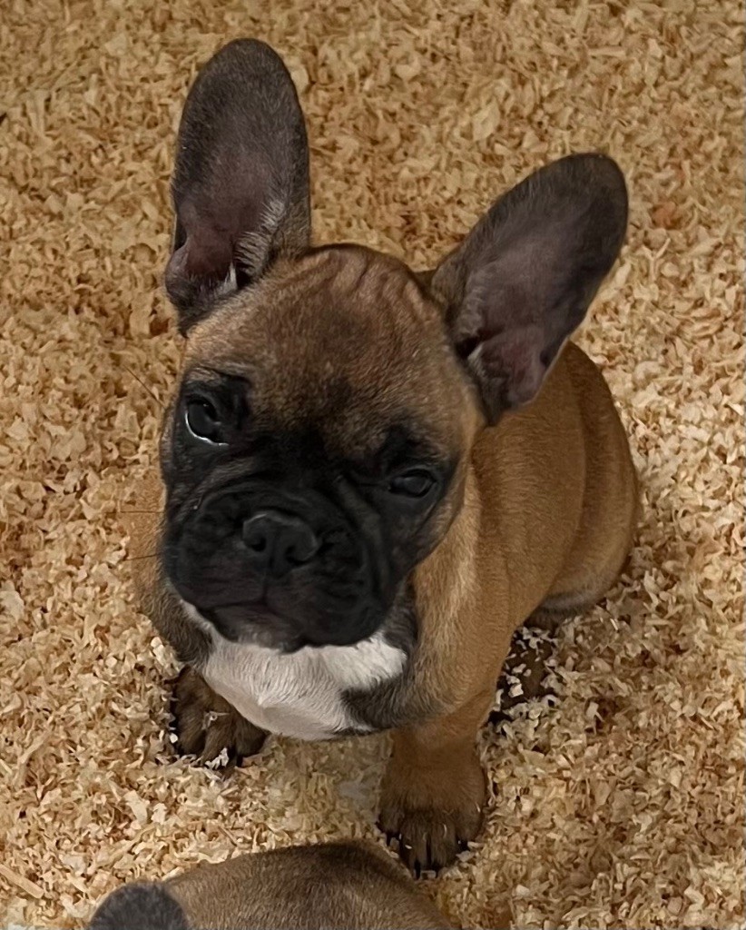 du hameau de fontenay - Chiots disponibles - Bouledogue français