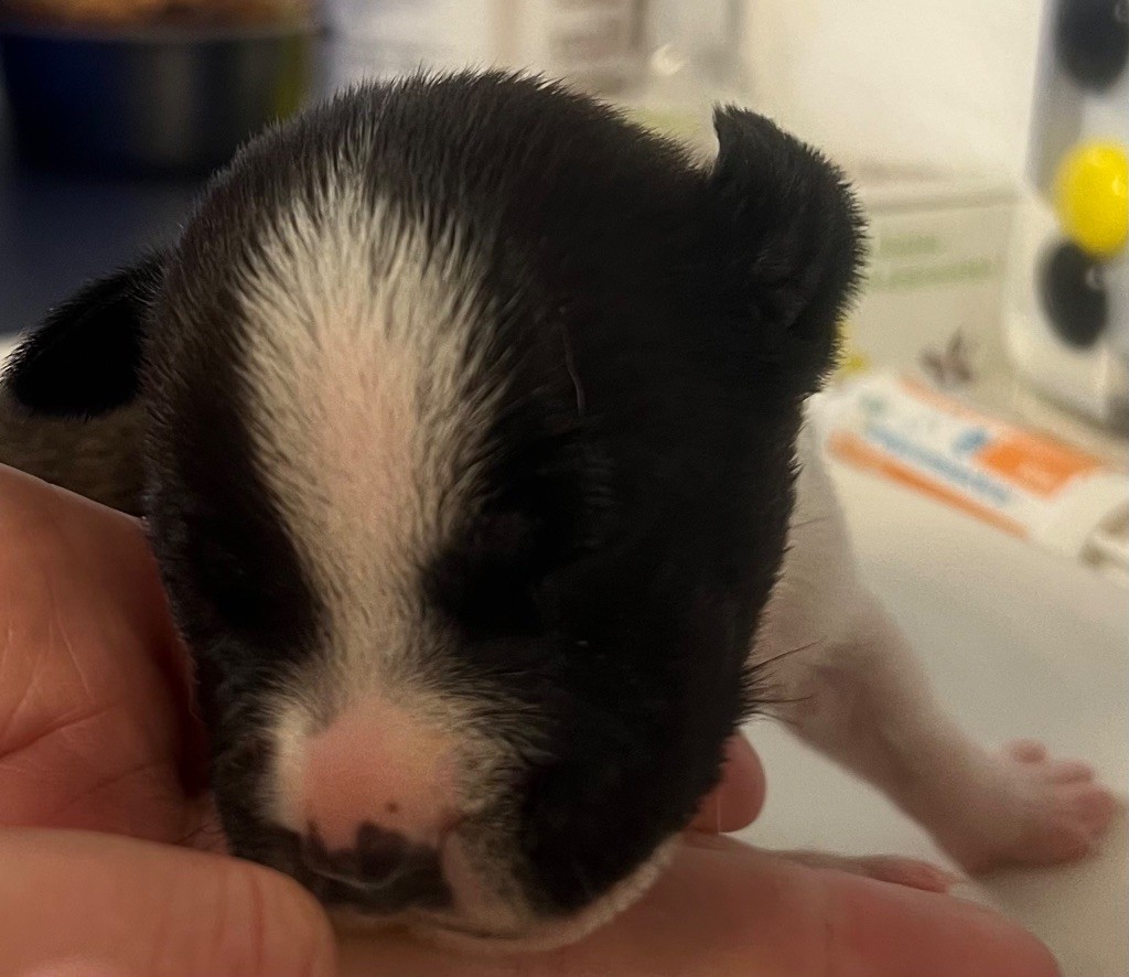 du hameau de fontenay - Chiots disponibles - Staffordshire Bull Terrier