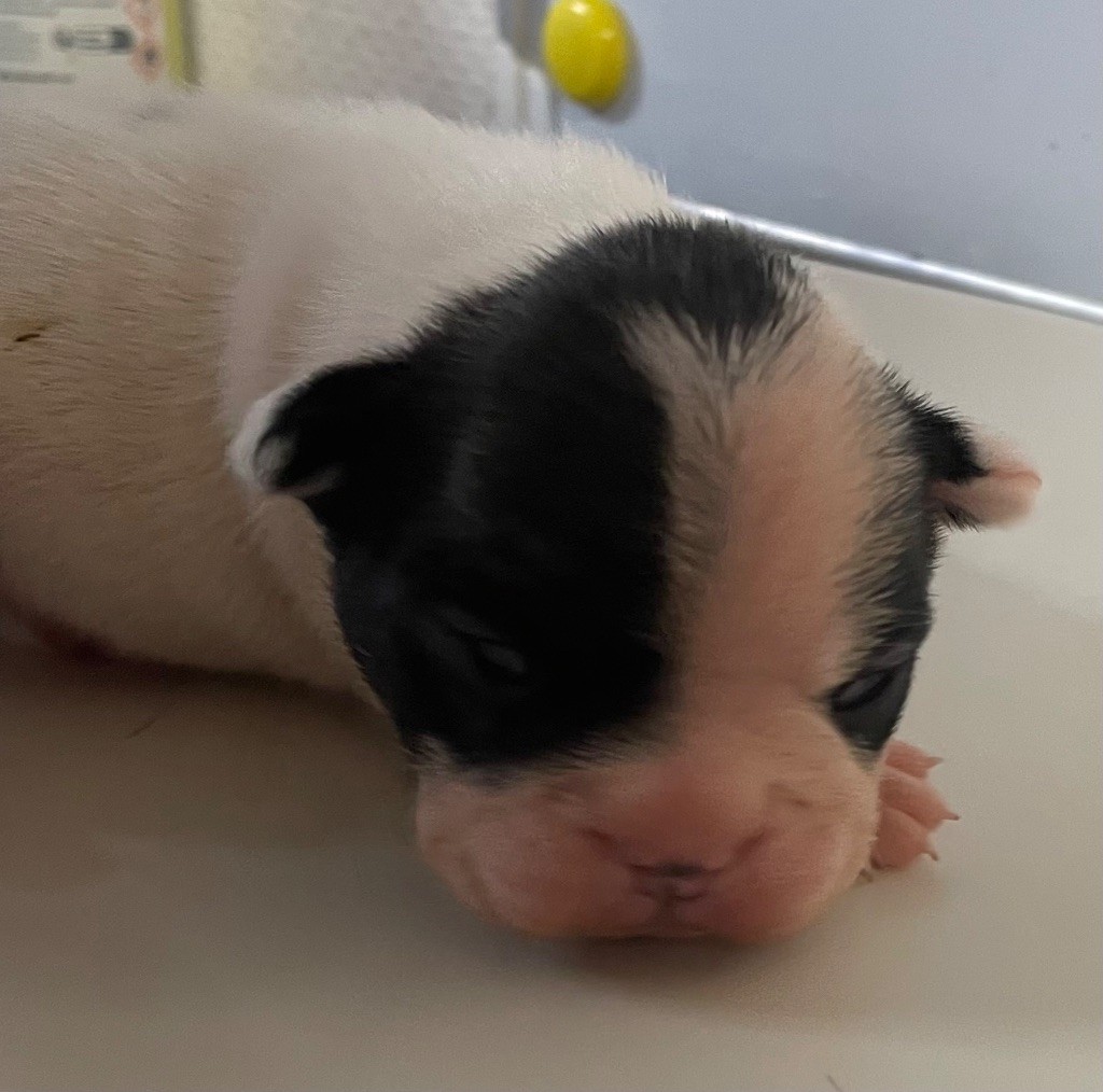 du hameau de fontenay - Chiots disponibles - Bouledogue français