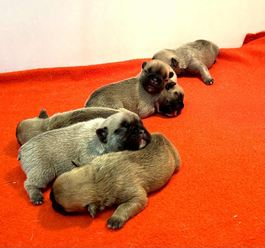 du hameau de fontenay - Chiots disponibles - Bouledogue français