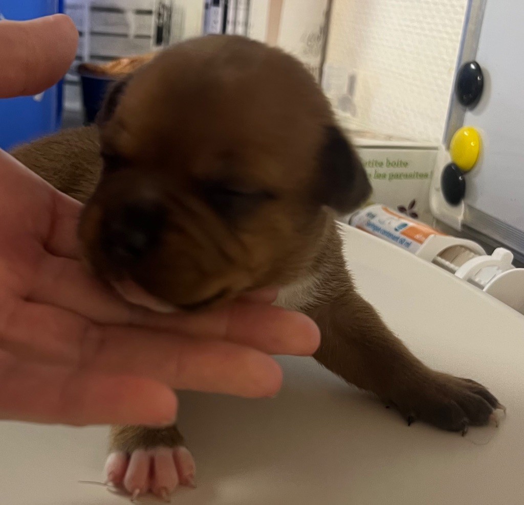 du hameau de fontenay - Chiots disponibles - Staffordshire Bull Terrier