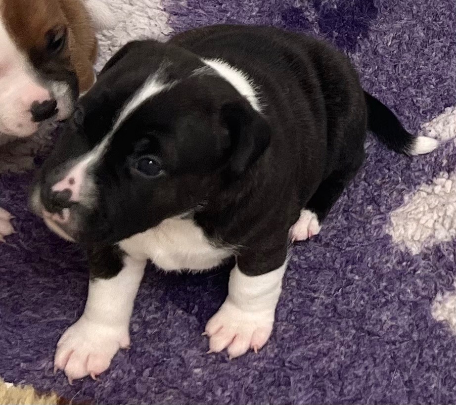 du hameau de fontenay - Chiots disponibles - Staffordshire Bull Terrier