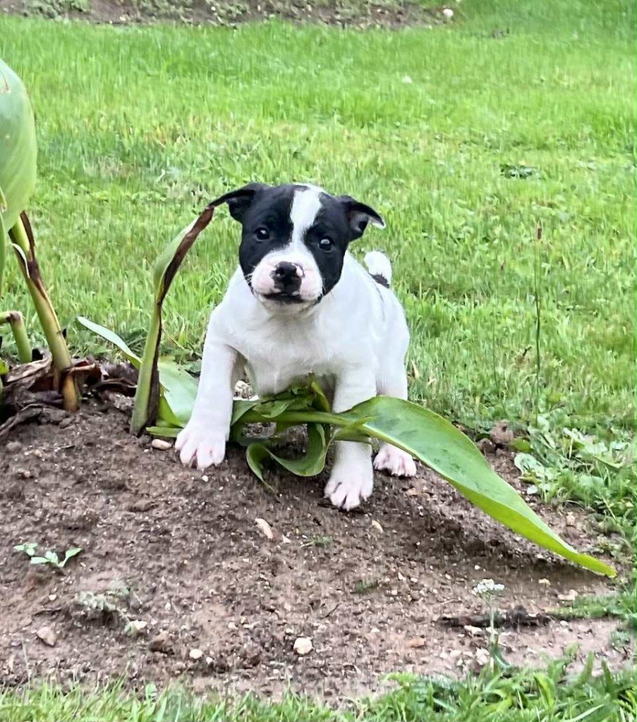 du hameau de fontenay - Chiots disponibles - Staffordshire Bull Terrier