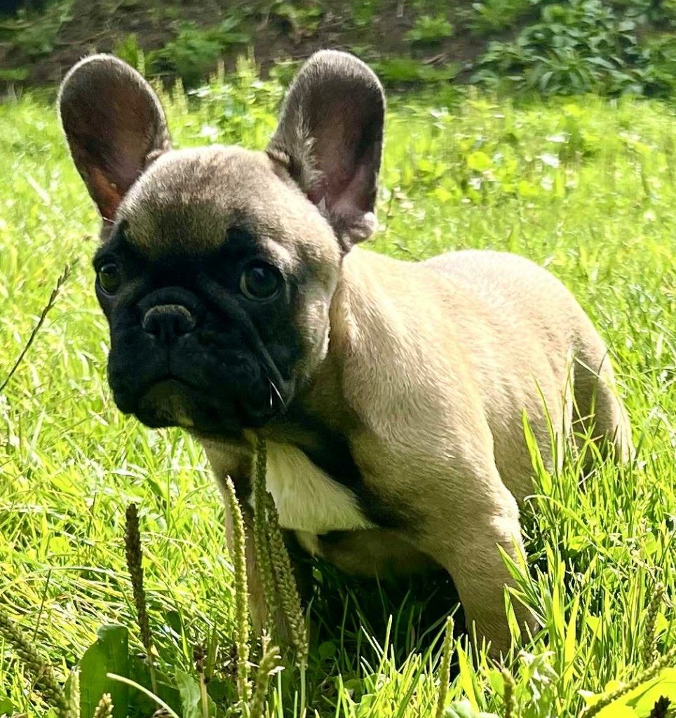 du hameau de fontenay - Chiots disponibles - Bouledogue français