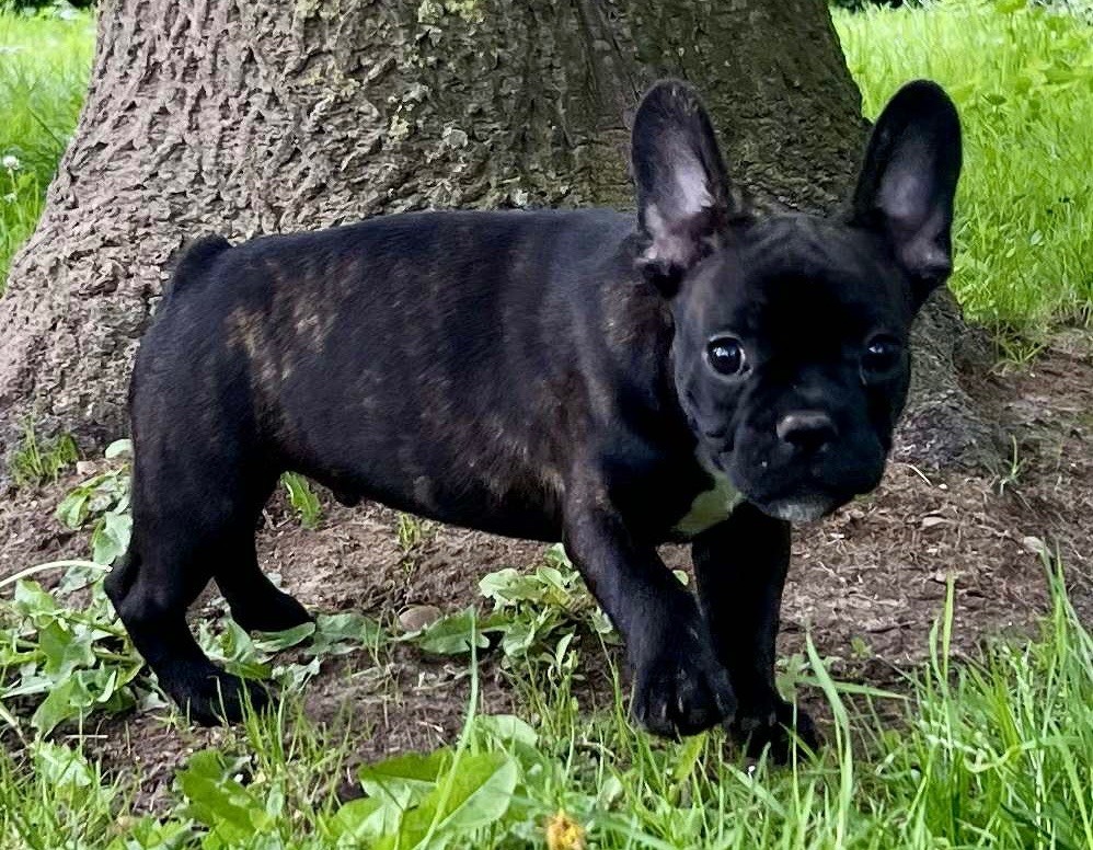 du hameau de fontenay - Chiots disponibles - Bouledogue français