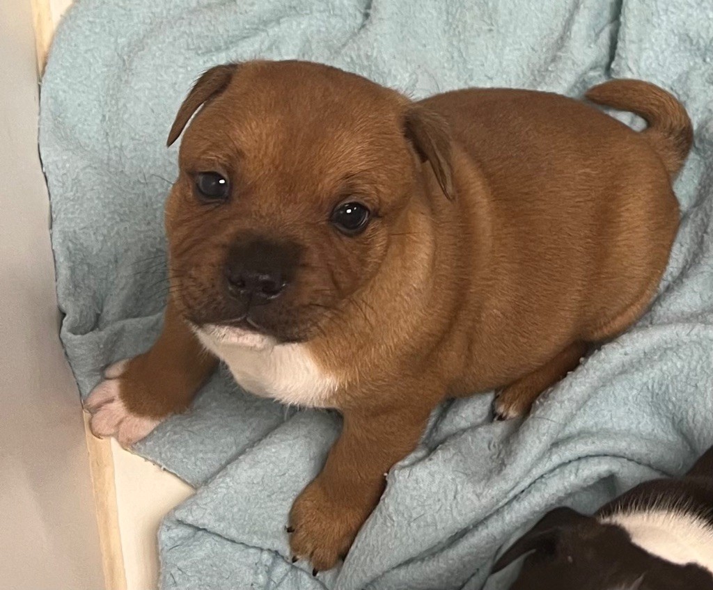 du hameau de fontenay - Chiots disponibles - Staffordshire Bull Terrier