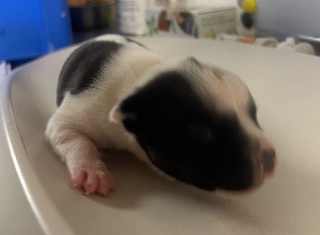du hameau de fontenay - Chiots disponibles - Staffordshire Bull Terrier