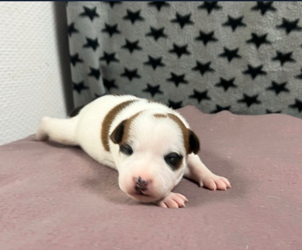 du hameau de fontenay - Chiots disponibles - Staffordshire Bull Terrier