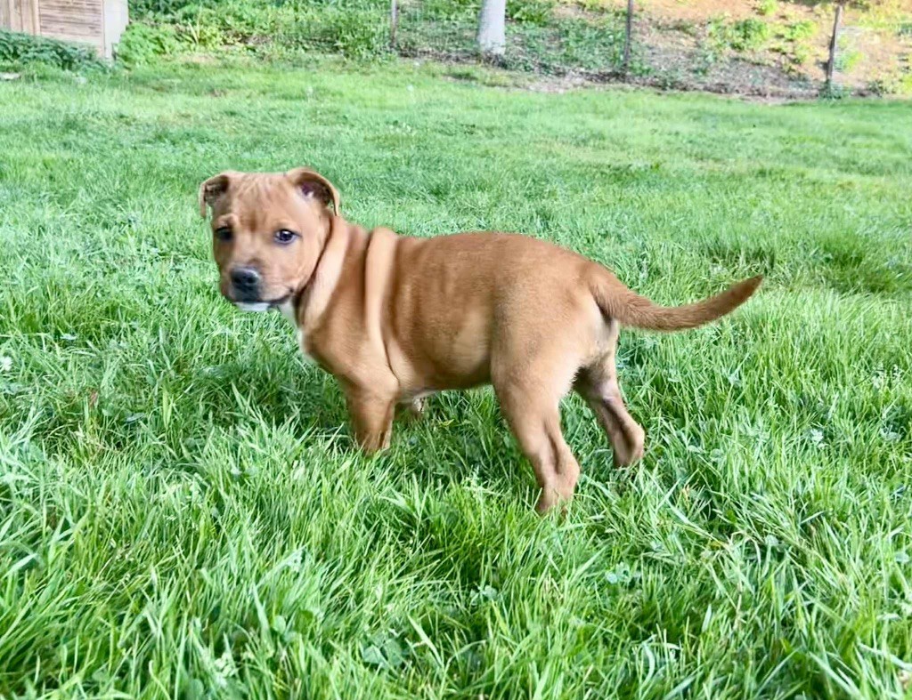 du hameau de fontenay - Chiots disponibles - Staffordshire Bull Terrier